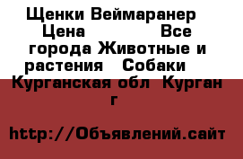 Щенки Веймаранер › Цена ­ 40 000 - Все города Животные и растения » Собаки   . Курганская обл.,Курган г.